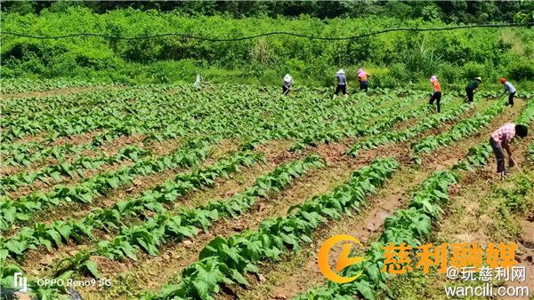 慈利县杨柳铺乡宝景村：大力发展烤烟生产，壮大乡村集体经济