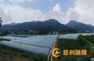 高峰乡茅庵村：多元蔬菜种植盘活乡村增收新活力