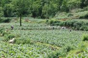 溪口镇同盟村：精细耕作育良烟，80亩金叶铺就增收路