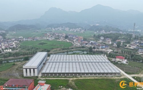 零溪镇育秧工厂：年可育苗69.12万盘，预计年产值达412万元