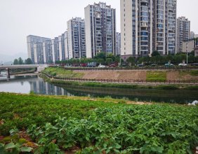 碧桂园旁边零溪河的河坡上，大片农作物长势真的很好啊