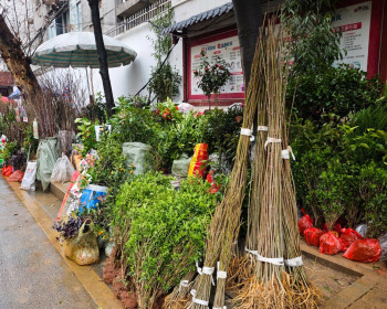 慈利县文化路的“路边苗木市场”，便民惠民助力城乡绿化