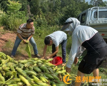 杉木桥镇堰坪村：驻村工作队与村两委合力采收万斤玉米