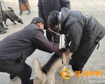 金慈街道柳林铺村开展犬只免费狂犬疫苗接种活动