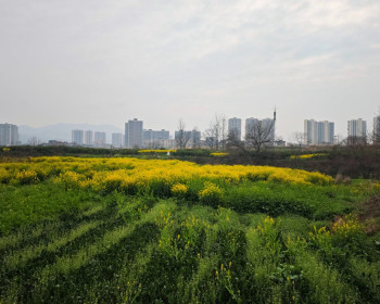 2026年春天悄然到来，双安零溪河两岸千亩油菜花已经盛开了