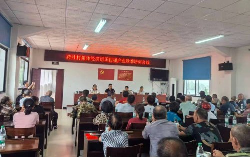 杨柳铺乡荷叶村：柑橘产业提质升级，助力乡村全面振兴