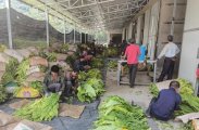 杨柳铺乡腊树村：筑牢党群阵地根基，做强烤烟特色产业
