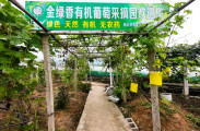 慈利县金花村绿色有机葡萄即将成熟，预计7月底正式开园