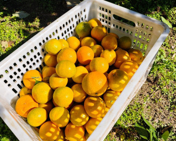 素材图：慈利县零溪镇大庄村的柑橘/橘子/蜜橘