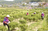 三合镇奥翔茶叶：专心打造本土手工红茶