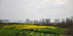 2026年春天悄然到来，双安零溪河两岸千亩油菜花已经盛开了