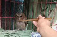 张家界施恩青少年辅导中心师生暖心救助国家二级保护动物领角鸮