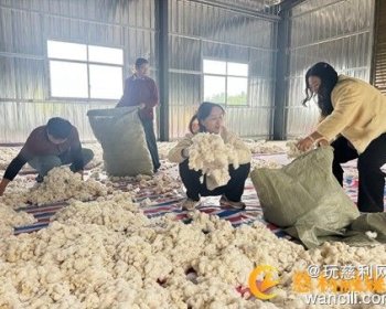 零溪镇岩桥村的百亩棉花套种基地迎来集中采收