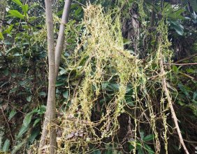老家屋场后面，有一小片的无根藤，已经生长40多年了