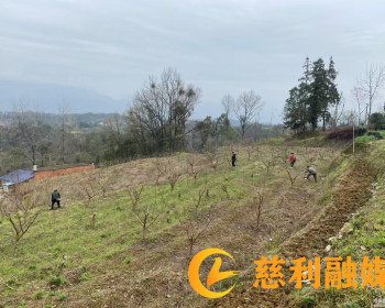 江垭镇：五四村蜂糖李园春管忙，剪枝嫁接促增收