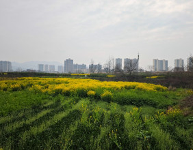 2026年春天悄然到来，双安零溪河两岸千亩油菜花已经盛开了