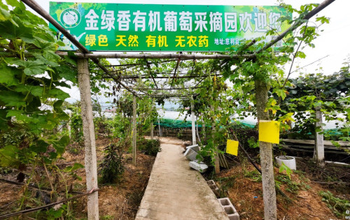 慈利县金花村绿色有机葡萄即将成熟，预计7月底正式开园