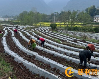 杨柳铺乡岔溪村：烤烟移栽忙春耕，产业赋能促振兴