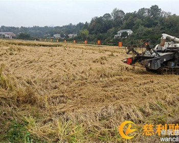 杨柳铺乡杨柳铺社区：烤房变烘房，烟稻轮作再添新动能