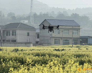 零溪镇：抢抓花期田管，油菜“一促四防”保丰产