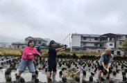 金岩土家族乡三元村开展稻花鱼采收暨开镰丰收活动