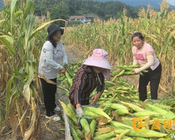 三合镇国太桥社区：干群同心齐上阵，玉米地里暖人心