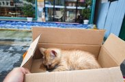 在翰林苑小区门口，捡到一只小橘猫