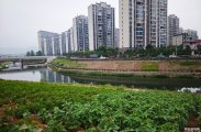碧桂园旁边零溪河的河坡上，大片农作物长势真的很好啊