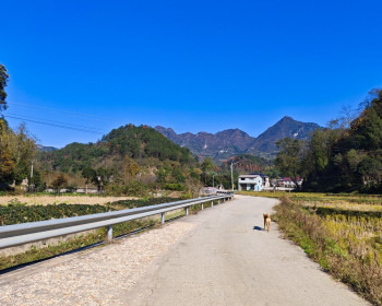 回合堰村摘了半袋橘子，路上又买了一袋，真是收获满满的一天