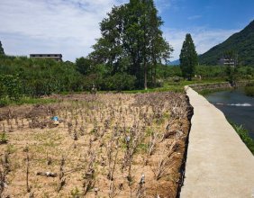 步行在双安零溪河畔，发现河堤边油菜地有水淹的痕迹