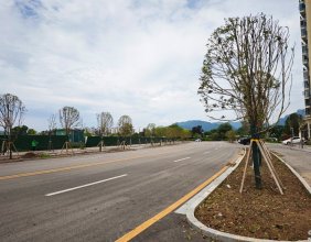 双安社区碧桂园江山赋旁边公路的行道树已经移栽到位了