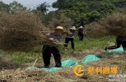 零溪镇岩溪村油菜丰收季，村民互助“打籽”谱写丰收乐章