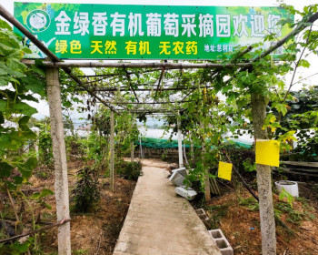 慈利县金花村绿色有机葡萄即将成熟，预计7月底正式开园