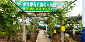 慈利县金花村绿色有机葡萄即将成熟，预计7月底正式开园