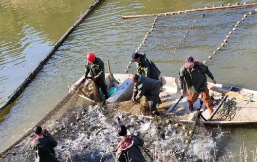 慈利县龙潭河镇江星村：卢家峪水库起鱼2万余斤，预计增收20万元