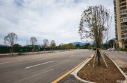 双安社区碧桂园江山赋旁边公路的行道树已经移栽到位了