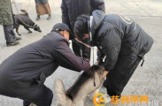 金慈街道柳林铺村开展犬只免费狂犬疫苗接种活动