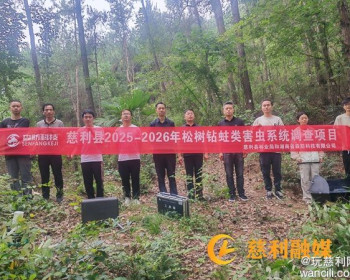 慈利县将对100.2万亩松林开展松树钻蛀类害虫系统调查工作