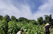 英塔村60亩烤烟壮大村级集体经济