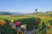 金慈街道宝莲村：马蹄集中栽种，特色产业助力乡村振兴