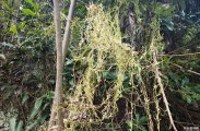 老家屋场后面，有一小片的无根藤，已经生长40多年了