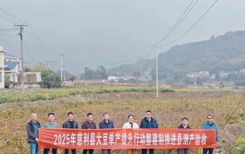 慈利县开展大豆测产验收，“冬大豆”净作田平均亩产达145公斤