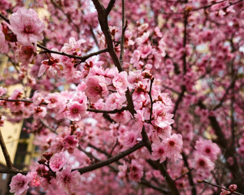 盛开在双安社区星城学府小区内的美人梅