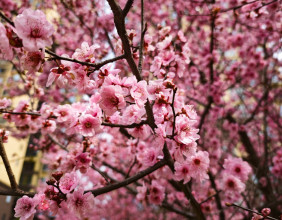 盛开在双安社区星城学府小区内的美人梅