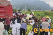 金岩乡三元村：水果玉米喜丰收，集体增收有“甜头”