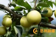 零溪镇岩桥村：300亩乳儿梨即将成熟，预计产量近20万斤