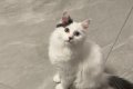 养猫多年突然开始打喷嚏：猫毛过敏家庭该给猫换什么粮