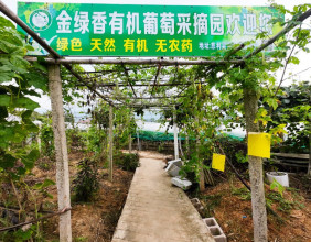 慈利县金花村绿色有机葡萄即将成熟，预计7月底正式开园