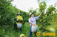 零溪镇岩桥村：300亩集体梨园丰收，预计总产量达20万斤