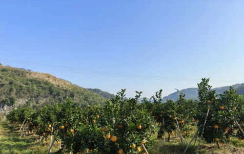 慈利县梁山村：岩嘎嘎奇橙喜获丰收，金果飘香富农家